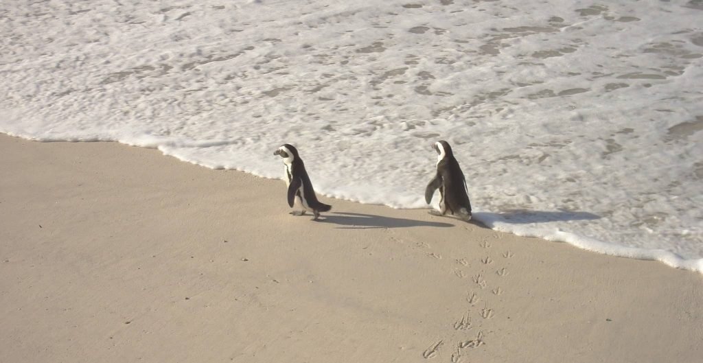 Zwei süße Pinguine am Kap