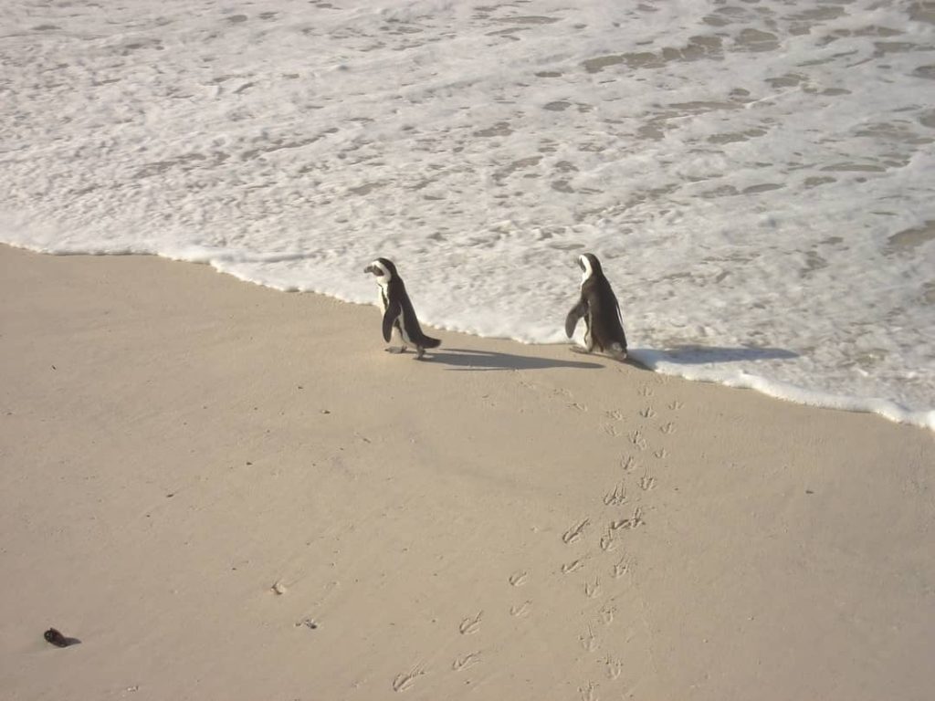 Pinguine am Kap